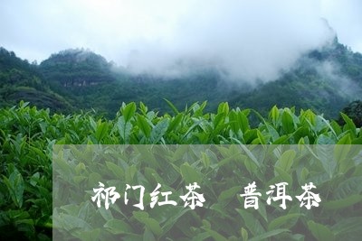 祁门红茶 普洱茶/2023041006059